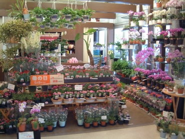 「石飛生花店」　（島根県出雲市）の花屋店舗写真1